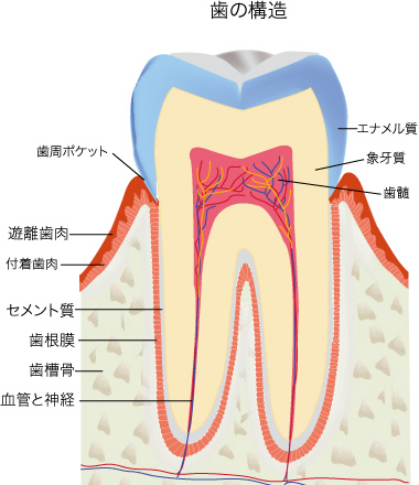 歯と口の基礎知識
